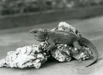 Ein Tuatara, liegend auf einem Felsen, im London Zoo im Jahr 1929 (s/w Foto)