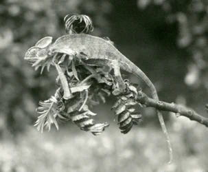 Ein verschleierter oder Jemen-Chamäleon am Ende eines belaubten Zweigs im London Zoo, Juni 1924