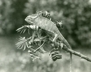 Ein verschleierter oder Jemen-Chamäleon am Ende eines belaubten Zweigs im London Zoo, Juni 1924