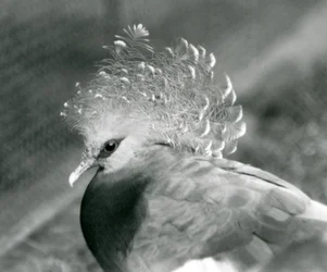 Eine Victoria-Krontaube im Londoner Zoo, September 1927