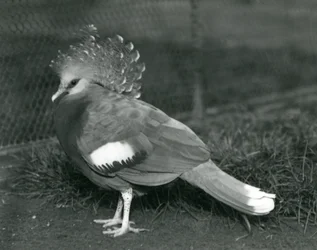 Eine Victoria-Krontaube steht auf dem Boden im Londoner Zoo, September 1927