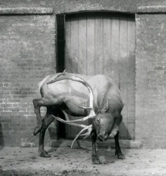Ein Wapiti-Hirsch steht in seinem Gehege im Londoner Zoo im September 1927