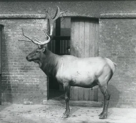 Ein Wapiti-Hirsch steht in seinem Gehege im Londoner Zoo im September 1927
