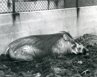 Ein Warzenschwein schläft im Schlamm, Londoner Zoo, Juli 1927 (s/w Foto)