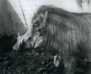 Ein Warzenschwein steht im Schlamm, Londoner Zoo, 1927