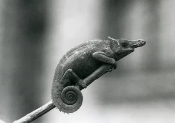 Ein West-Usambara-Zweihorn-Chamäleon, Londoner Zoo, 1927