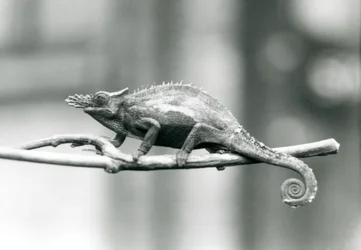 Ein West-Usambara-Zweihorn-Chamäleon, Londoner Zoo, 1927