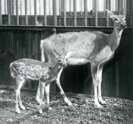Ein Weißwedelhirsch mit ihrem Kitz im Londoner Zoo im August 1927