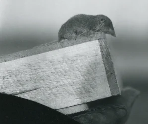 Ein Weißzahnspitzmaus im Londoner Zoo, April 1917