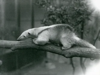Ein junger Halsband-Tamandua läuft entlang eines Astes im Londoner Zoo, 24. April 1925