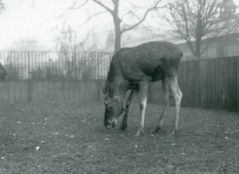 Ein männlicher Wapiti oder Elch steht in seinem Gehege und beugt sich zum Gras hinunter, Londoner Zoo, Januar 1926
