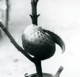 Ein kritisch gefährdeter Chinesischer Schuppentier, der sich um einen vertikalen Ast windet, Londoner Zoo, Juli 1925