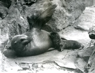 Eine weibliche Kalifornische Seelöwin, die auf einer felsigen Terrasse liegt und ihr Junges füttert, Londoner Zoo, Juli 1925