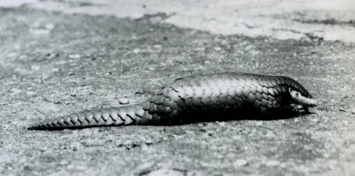 Ein weiblicher chinesischer Pangolin im Londoner Zoo im August 1925