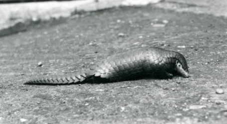 Ein weiblicher chinesischer Pangolin im Londoner Zoo im August 1925