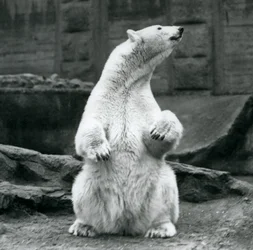 Ein weiblicher Eisbär sitzt auf ihren Hinterbeinen auf den Mappin Terrassen im London Zoo, September 1928