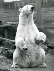 Ein weiblicher Eisbär sitzt auf ihren Hinterbeinen auf den Mappin Terrassen im London Zoo, September 1928