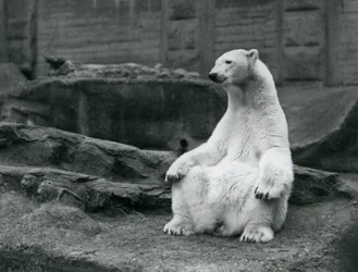 Ein weiblicher Eisbär sitzt auf ihren Hinterbeinen auf den Mappin Terrassen im London Zoo, September 1928