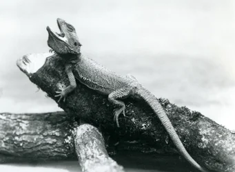 Ein gähnender Bartagame, der sich an einem Baumstamm festhält, Londoner Zoo, August 1928