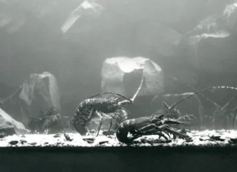 Eine Gruppe von Flusskrebsen im Londoner Zoo, März 1925