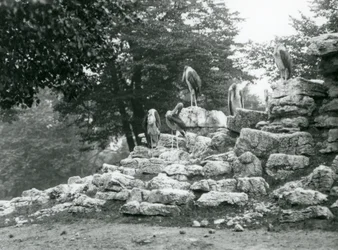 Eine Gruppe von fünf Marabus, die auf Felsen im Antilopengehege des Londoner Zoos stehen, 1928 (s/w Foto)