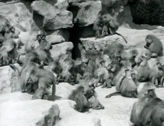 Eine Gruppe oder Truppe von heiligen Pavianen sitzt auf Felsen in ihrem Gehege, London Zoo, Juli 1925