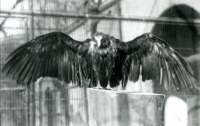 Ein Kapgeier, der auf einem Baumstamm mit ausgebreiteten Flügeln steht und einen Aprilregen im Londoner Zoo genießt (vor 1930)