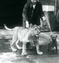 Ein Wärter führt einen Hund und einen jungen Löwen spazieren, Londoner Zoo, August 1925