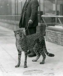 Ein Wärter mit einem Geparden an der Leine, Londoner Zoo