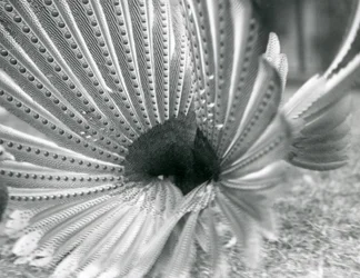 Ein männlicher Argusfasan, Balzdisplay, London Zoo, Januar 1926