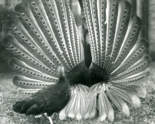 Ein männlicher Argusfasan, Balzdisplay, mit einem Weibchen neben ihm, London Zoo, Januar 1926