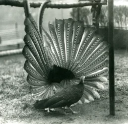 Ein männlicher Argusfasan, Balzdisplay, mit einem Weibchen neben ihm, London Zoo, Januar 1926