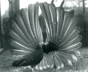 Ein männlicher Argusfasan, Balzdisplay, mit einem Weibchen neben ihm, London Zoo, Januar 1926
