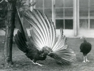 Ein männlicher Argusfasan, oder Großer Argus, zeigt seine Flügel- und Schwanzfedern, während ein Weibchen vor ihm steht, London Zoo, Januar 1926