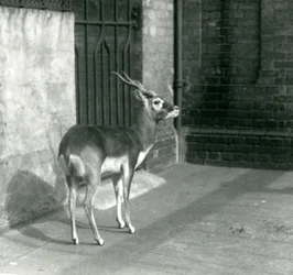 Ein männlicher Schwarzbock steht in seinem Gehege im Londoner Zoo im Juni 1925