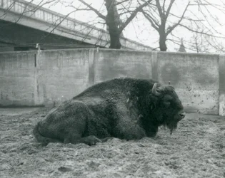 Ein Europäischer Bison im Londoner Zoo, 1927