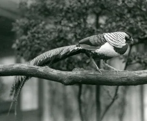 Ein männlicher Lady-Amherst-Fasan, gehend entlang eines horizontalen Astes, im Londoner Zoo im Jahr 1926