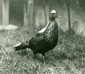 Ein männlicher Swinhoe-Fasan im Londoner Zoo, September 1923