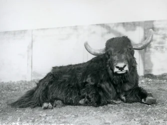 Ein männlicher Yak, der in seinem Gehege im Londoner Zoo 1928 liegt