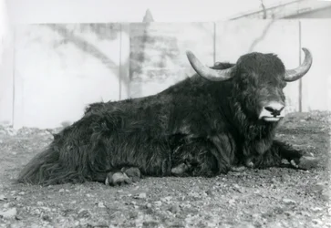 Ein männlicher Yak liegt in seinem Gehege im Londoner Zoo im August 1928