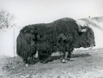 Ein männlicher Yak, der in seinem Gehege im Londoner Zoo 1928 steht