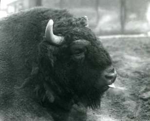Ein männlicher Europäischer Bison oder Bulle, Londoner Zoo, Februar 1928