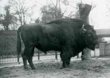 Ein männlicher Europäischer Bison steht auf dem Gras in seinem Gehege. Londoner Zoo, Oktober 1927. Die gefährdeten Europäischen Bisons sind auch als Wisent oder Europäischer Waldbison bekannt.