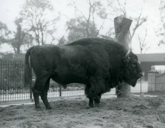 Ein männlicher Europäischer Bison steht auf dem Gras in seinem Gehege. Londoner Zoo, Oktober 1927. Die gefährdeten Europäischen Bisons sind auch als Wisent oder Europäischer Waldbison bekannt.