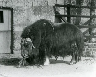 Ein ausgewachsener Moschusochsenbulle, auch Moschusochse genannt, der 1931 stehend und fressend in seinem Gehege im Londoner Zoo zu sehen ist
