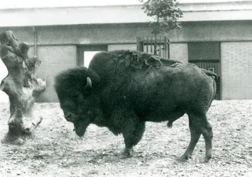 Ein gefährdeter Amerikanischer Bisonbulle, stehend in seinem Gehege, Londoner Zoo, 1927