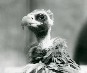 Ein fast bedrohter Eurasischer Mönchsgeier im Londoner Zoo, Juli 1926
