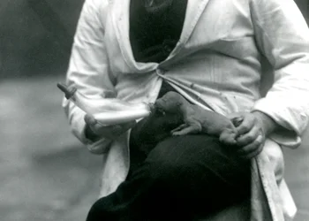 Ein neugeborenes Löwenjunges wird von seinem Wärter mit der Flasche gefüttert, Londoner Zoo, 1923