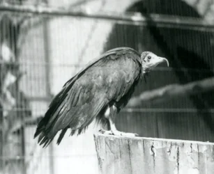 Ein heute kritisch gefährdeter Kapgeier auf einem Baumstamm, Londoner Zoo, September 1925