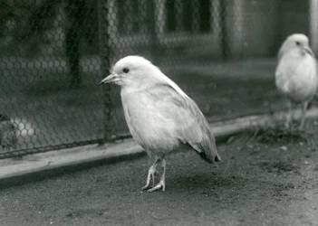 Ein Paar Kagus, oder Cagous, steht auf dem Boden ihres Geheges im Londoner Zoo, 1927